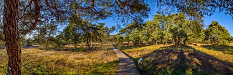 Panoramafoto in den Schwanheimer Dünen, Naturschutzgebiet in Frankfurt am Main mit Kiefern und sog. Magerrasen bei schönem Wetter
