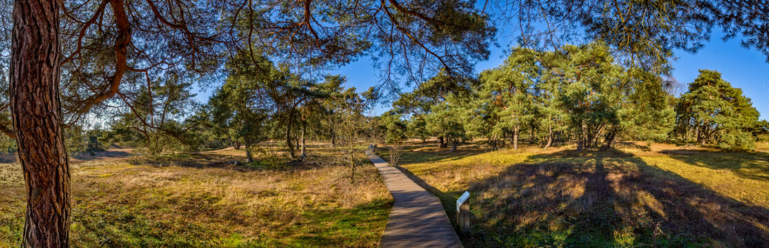 Panoramafoto in den Schwanheimer D&uuml;nen, Naturschutzgebiet in Frankfurt am Main mit Kiefern und sog. Magerrasen bei sch&ouml;nem Wetter