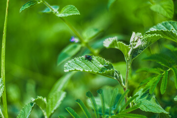 Green Flies land on the leaves