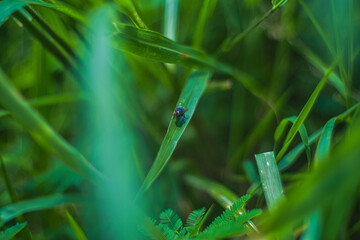 Green Flies land on the leaves