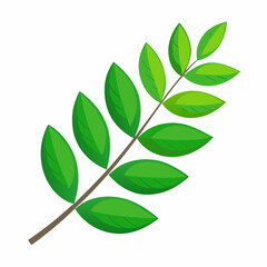 Curry leaf illustration isolated on white background