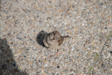 Ptak na chodniku © Piotr