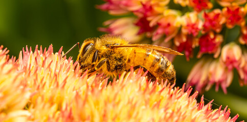 bee on flower © Tim