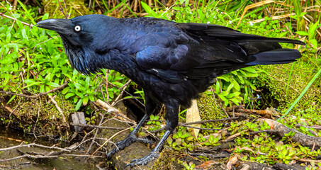 crow on the grass