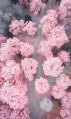 Breathtaking Aerial View of a Pink Cherry Blossom Forest with Winding River Path During Spring
