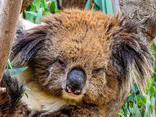 koala portrait in a tree © Tim