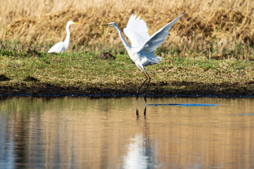 Der Reiher im weißen Gewand (Silberreiher/Ardea alba )hebt leicht aus dem Wasser ab