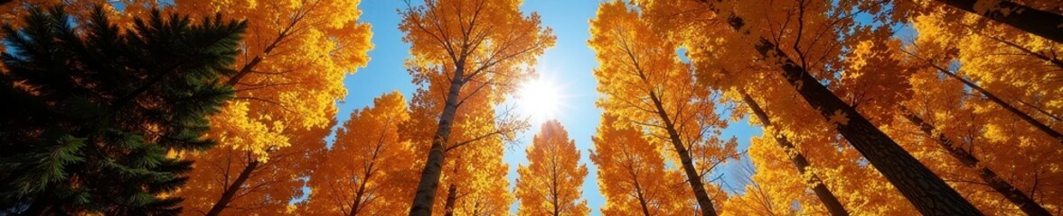 Fototapeta premium Sun-drenched aspen canopy, fiery hues contrast with deep blue sky and evergreens , scenic, wildlife, sun