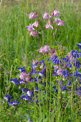 Gewöhnliche Akelei,  Aquilegia vulgaris