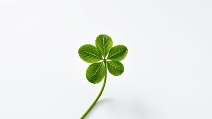 Five Leaf Clover Green Plant Nature Botany Ecology