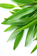 Obraz premium Vivid green tarragon leaves are displayed beautifully against a clean white background, highlighting their elegant shape and vibrant color, perfect for culinary decoration or herb identification