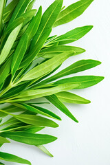Fototapeta premium A stunning arrangement of fresh tarragon leaves showcases their elongated, slender forms and vibrant green hues. Ideal for culinary enthusiasts looking for natural beauty and flavor