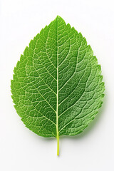 Obraz premium This vibrant whole lemon balm leaf displays intricate textures and rich green hues, symbolizing nature's bounty and freshness, perfect for culinary or wellness purposes