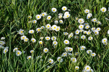 Gänseblümchen,  Bellis Perennis © Peter Oetelshofen