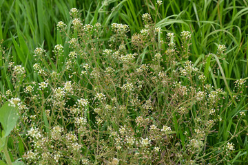 Gemeines Hirtentäschelkraut,  Hirtentäschel,  Capsella bursa-p
