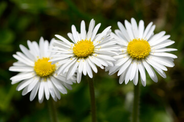 Fototapeta premium Gänseblümchen, Bellis Perennis