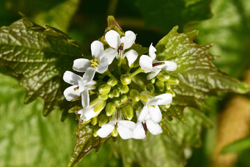 Knoblauchrauke,  Gemeines  Lauchkraut,  Alliaria petiolata