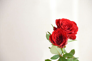 赤い薔薇