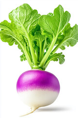 A fresh red radish stands proudly with its bright green leaves sprouting from the top. Its purple and white skin reflects its crispness and juiciness, ideal for healthy dishes