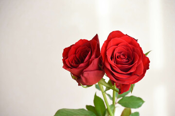 赤い薔薇