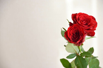 赤い薔薇