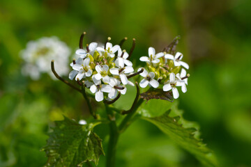 Knoblauchrauke,  Gemeines  Lauchkraut,  Alliaria petiolata