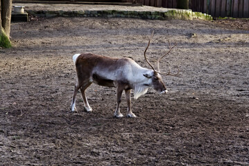 Deer with Antlers in Open Enclosure