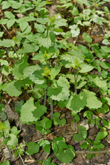 Knoblauchrauke,  Gemeines  Lauchkraut,  Alliaria petiolata