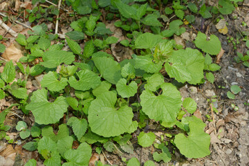 Knoblauchrauke,  Gemeines  Lauchkraut,  Alliaria petiolata