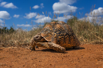Obraz premium Leopard tortoise