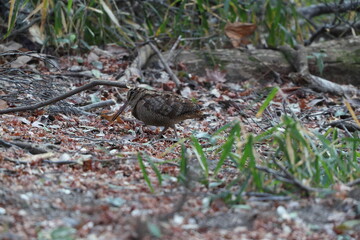 Eurasian woodcock (Scolopax rusticola) is a medium-small wading bird found in temperate and subarctic Eurasia. This photo was taken in Japan.