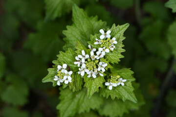 Knoblauchrauke,  Gemeines  Lauchkraut,  Alliaria petiolata
