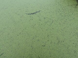 lake full of green moss
