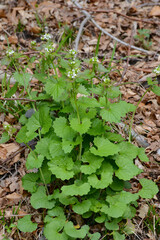 Knoblauchrauke,  Gemeines  Lauchkraut,  Alliaria petiolata