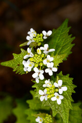 Knoblauchrauke,  Gemeines  Lauchkraut,  Alliaria petiolata