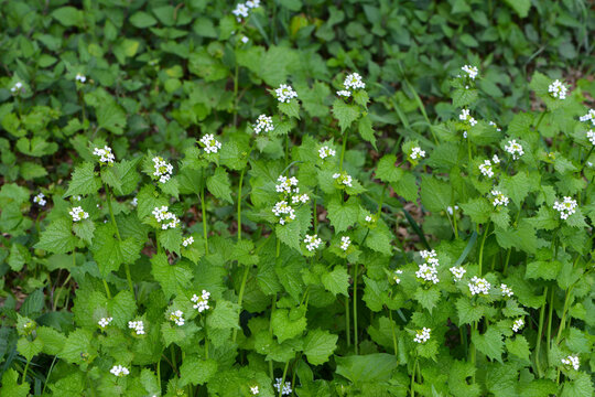 Knoblauchrauke,  Gemeines  Lauchkraut,  Alliaria petiolata