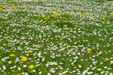 Gänseblümchen,  Bellis Perennis © Peter Oetelshofen