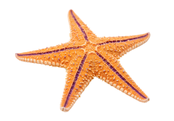 Vibrant orange starfish with purple lines on arms resting on white background for nature and ocean-themed projects