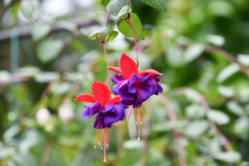 フクシア「クリアンサ」　Fuchsia
