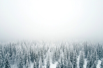 A tranquil winter scene where frost-covered trees stand tall, disappearing into the misty white horizon.
