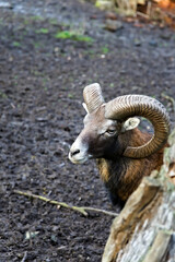 Majestic Ram with Curved Horns