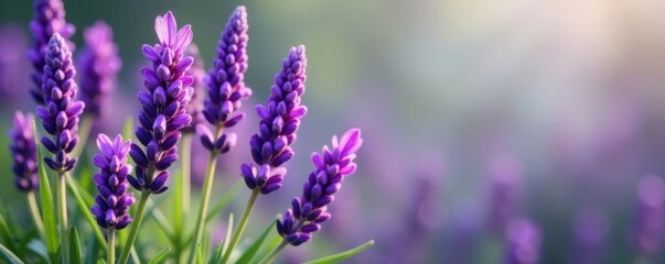 Obraz premium Vibrant purple lavender blooms, lush green stems , stem, stock photo, spa