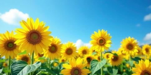 Vibrant yellow sunflowers bloom under a vast blue sky , green, scenery, sunny