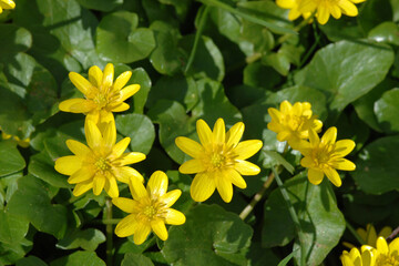 Scharbockskraut  Feigwurz,  Ficaria  verna