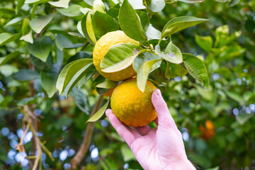 orange tree laden with ripe citrus fruits stands tall amidst lush greenery, Rutaceae family,...