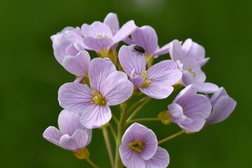 Obraz premium Wiesen-Schaumkraut, Cardamine pratensis