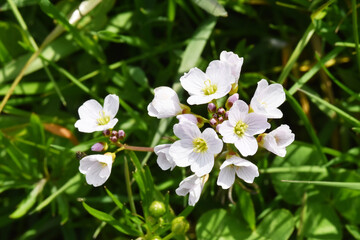 Wiesen-Schaumkraut,  Cardamine pratensis