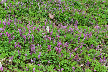 Hohler Lerchensporn,  Corydalis cava