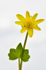 Scharbockskraut  Feigwurz,  Ficaria  verna