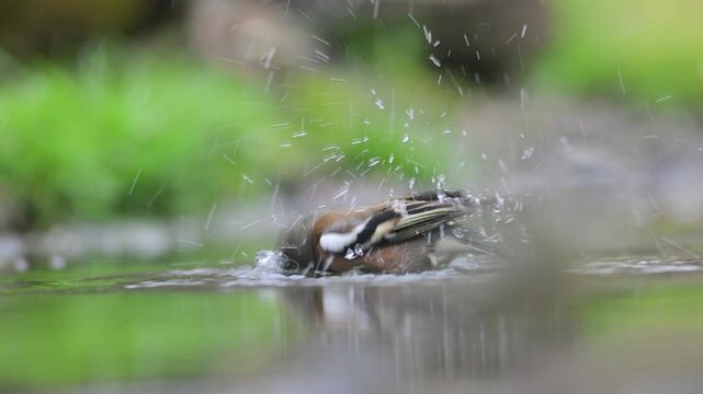chaffinch at the river edge, Fringilla coelebs, chaffinch, Italy, no people, BIRD